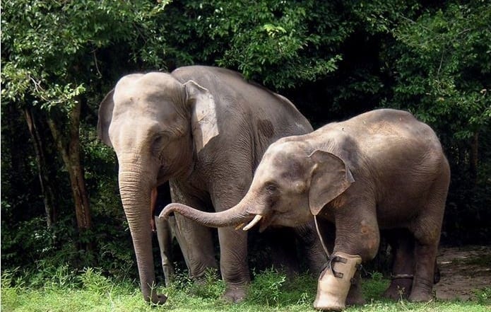 Elephant Cambodia Archives - Wildlife Alliance