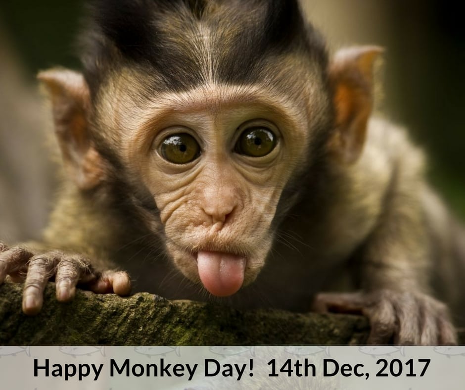 International Monkey Day – December 14th - AZPetVet