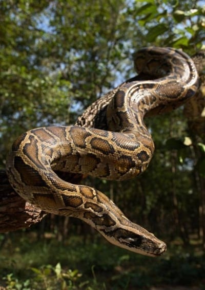 Did you know that Burmese Pythons are one of the biggest snakes in the ...