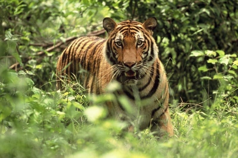 Tiger Prey Tiger Reintroduction Cambodia