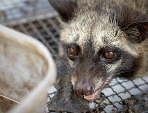 The Asian Palm Civet: A Mysterious Nocturnal Mammal