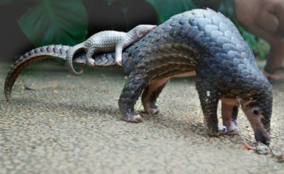 World Pangolin Day 2019 - Wildlife Alliance