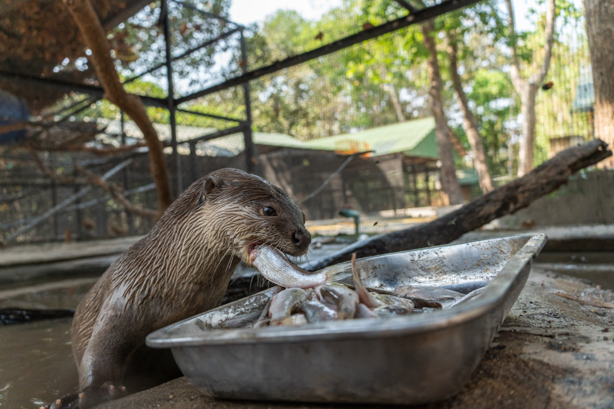 the-real-cost-of-cambodia-s-illegal-pet-trade-wildlife-alliance