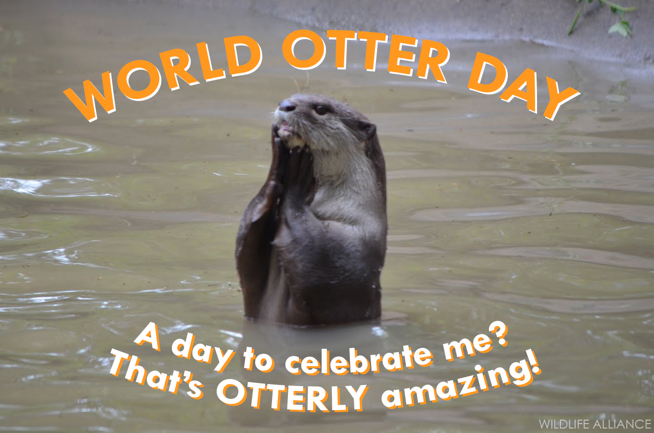 Happy World Otter Day May 29 2019   12559 Youtube CsMfPDzWxQI 