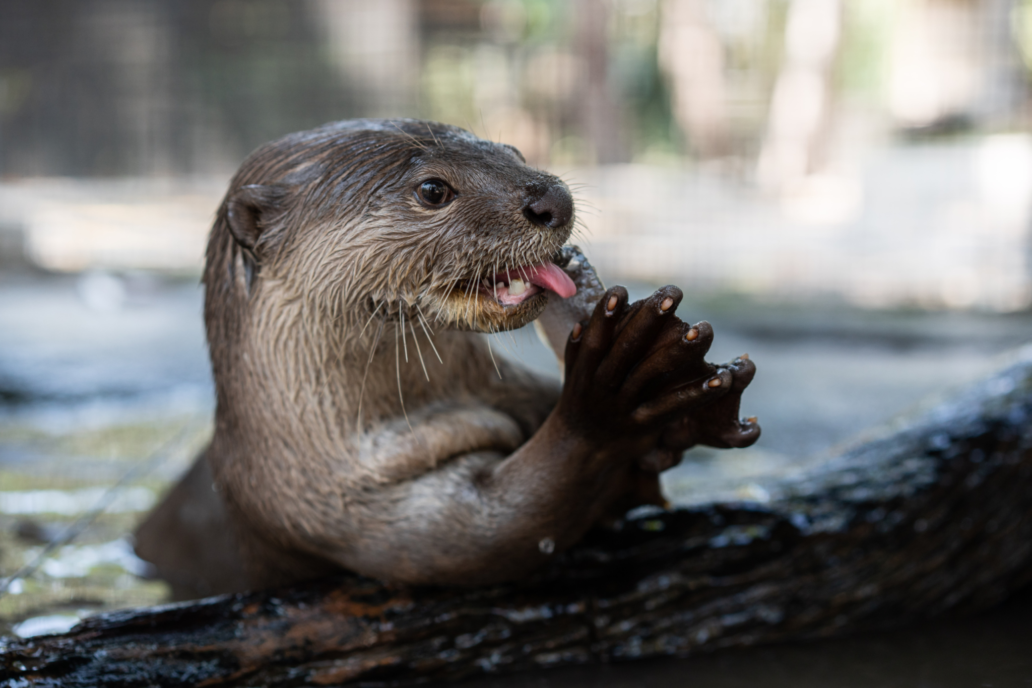 Smooth-Coated Otter - Facts, Diet, Habitat & Pictures on