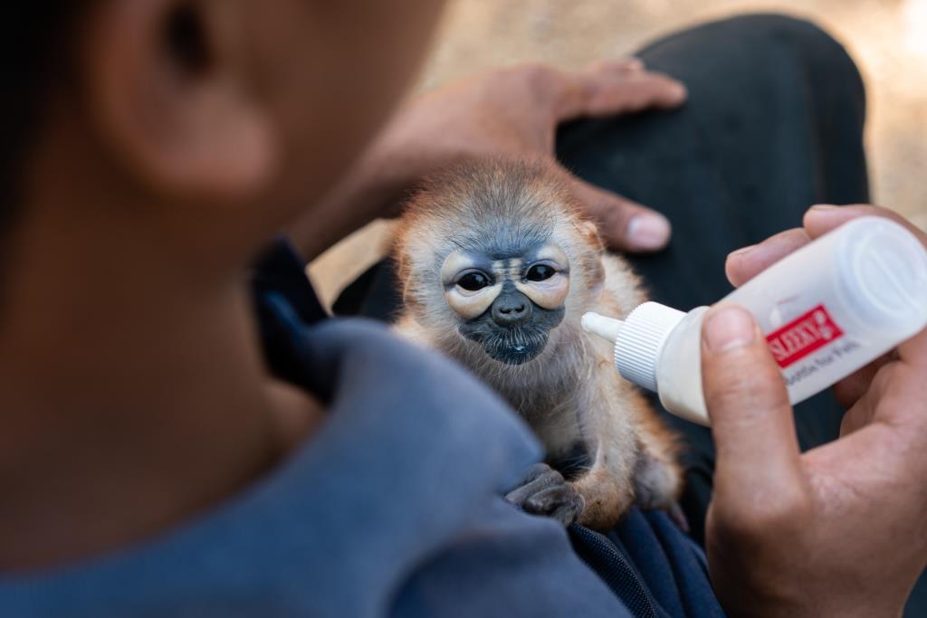 Cambodia wildlife conservation Archives - Wildlife Alliance