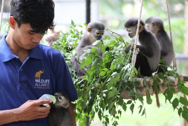Cambodia's indicted monkey trade taints global wildlife market