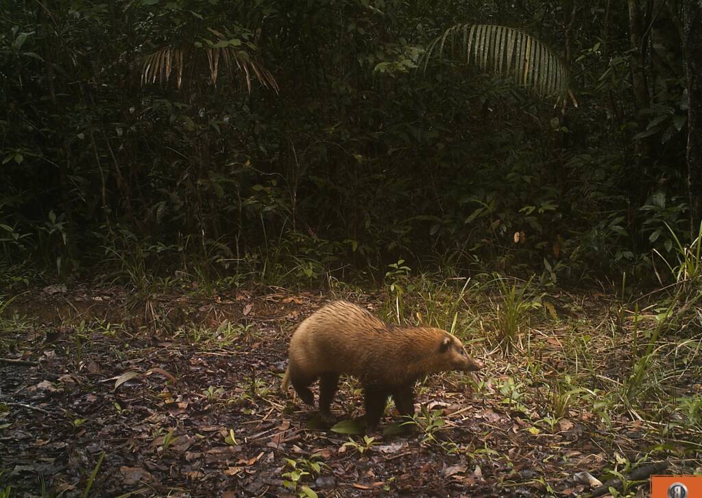 Badgerland Trapping Supply - Badgerland Trapping Supply