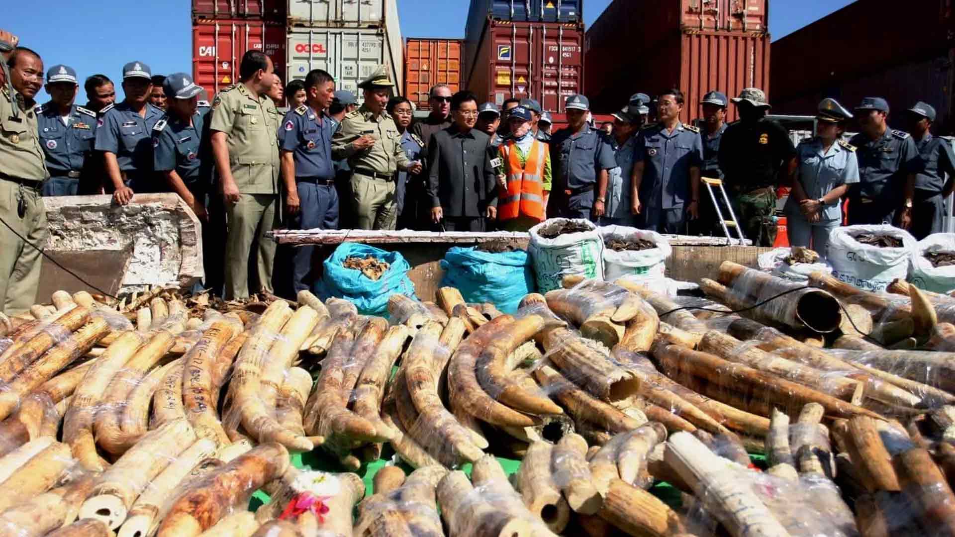 Police and customs seize live animals, horns and ivory in global wildlife  trafficking operation