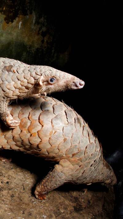 Pangolin Conservation - Wildlife Alliance