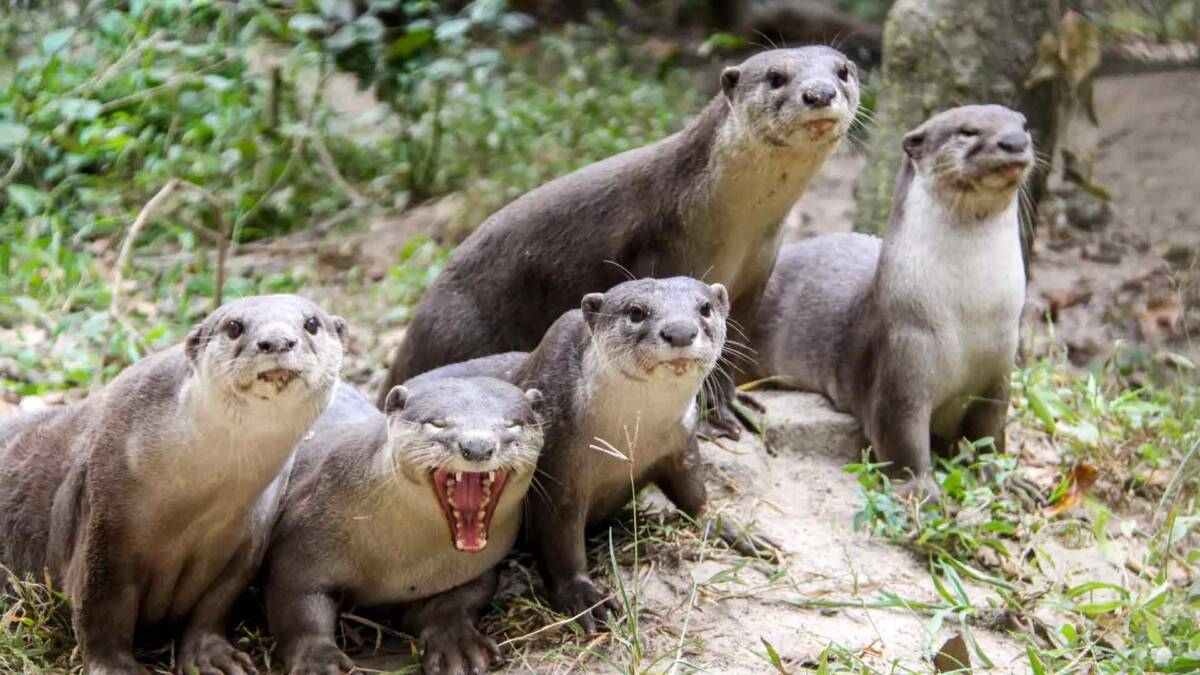 Otter 101 on World Otter Day ! - Wildlife Alliance