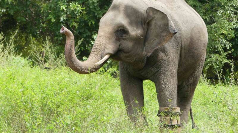 Phnom Tamao Wildlife Rescue Centre - Wildlife Alliance