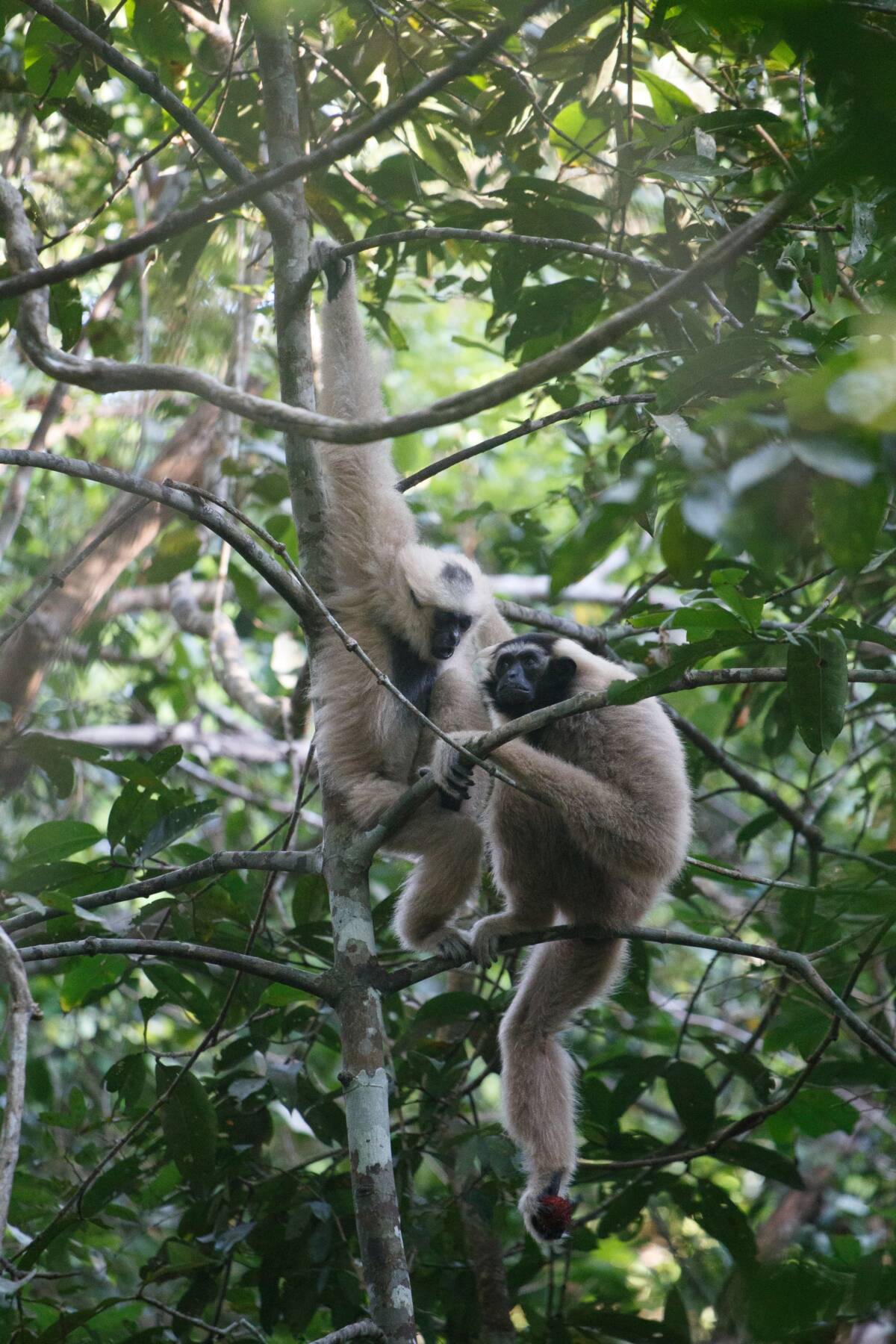 Unauthorized gibbon release averted at Angkor Archeological Park ...