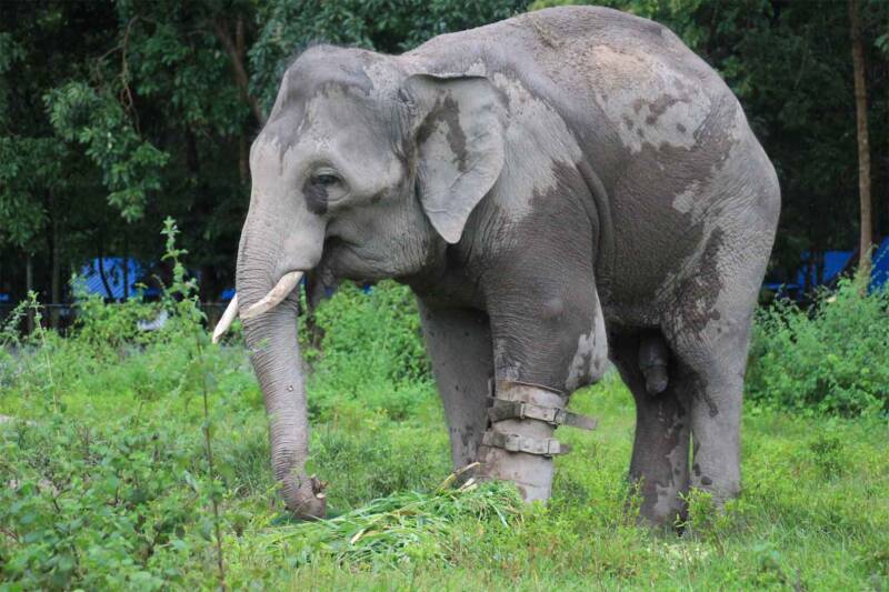 How to support Cambodia’s only elephant with a Prosthetic leg ...