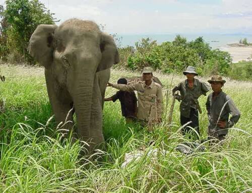 Meet Chameroeun, the oldest Elephant at Phnom Tamao