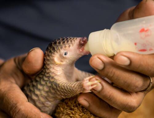 World Pangolin Day 2025