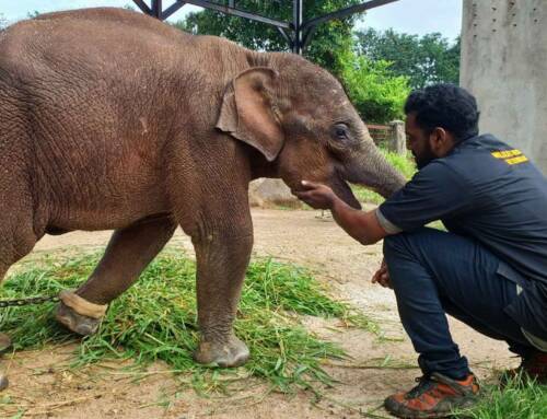 The Heartwarming Rescue of Chanam: A Baby Elephant’s Journey to Safety