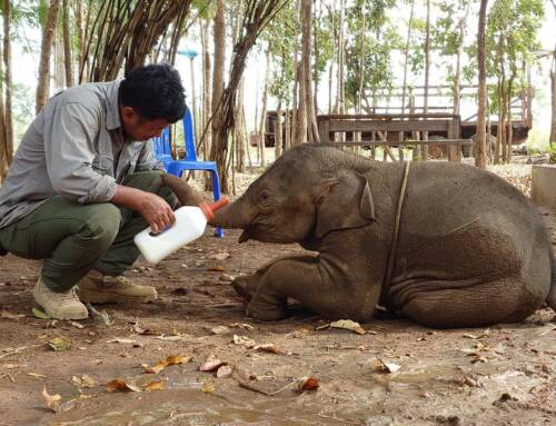 5-Month-Old Injured Elephant Rescued: Lomphat’s Journey to Safety