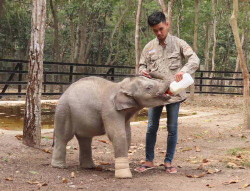 Elephant Update: Incredible Keeper Bonds and Exciting Moves!