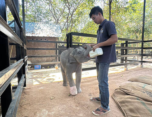 Baby Elephant Lomphat’s Remarkable Recovery at Phnom Tamao Wildlife Rescue Centre