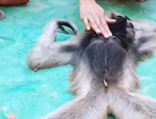 Rescuing Baby Gibbon Samnang: A Story of Hope and Survival