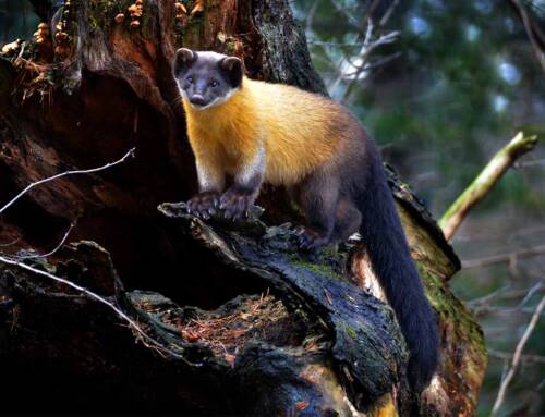 The Yellow-Throated Marten: The Agile Guardian of Southeast Asia’s Forests